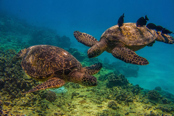 Waikiki, Hawaii: Turtle Canyon Snorkel Excursion - The boat ride to Turtle Canyon