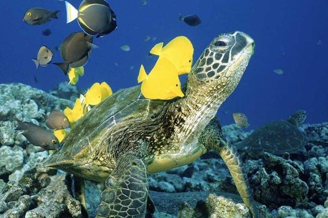 Waikiki Turtle Snorkel and Sail on Hawea Catamaran - What Turtle Canyon snorkeling is really like