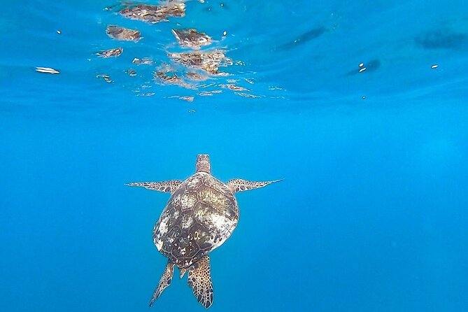 Waikiki Turtle Snorkel and Sail on Hawea Catamaran - The return sail adds value