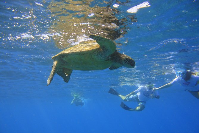 West Maui Snorkeling Experience by Boat from Ka'anapali - A Five-Hour Morning From Kaanapali Beach