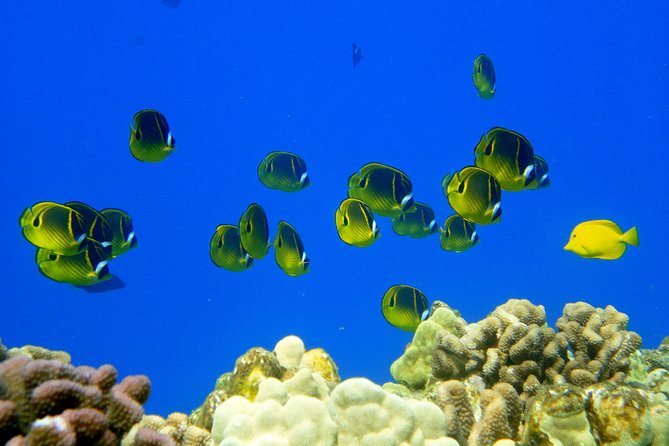West Maui Snorkeling Experience by Boat from Ka'anapali - What $193.17 Buys You