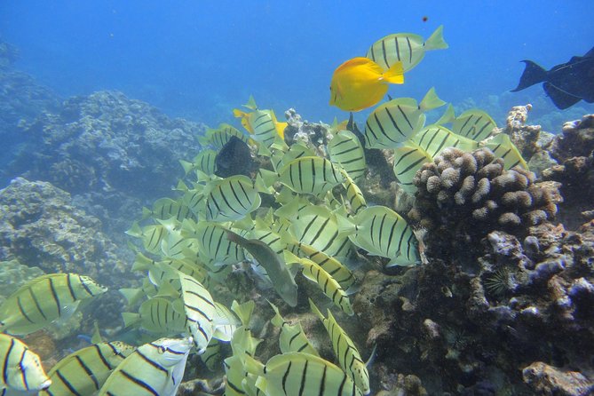 West Maui Snorkeling Experience by Boat from Ka'anapali - Honolua Bay and the Changing Second Stop