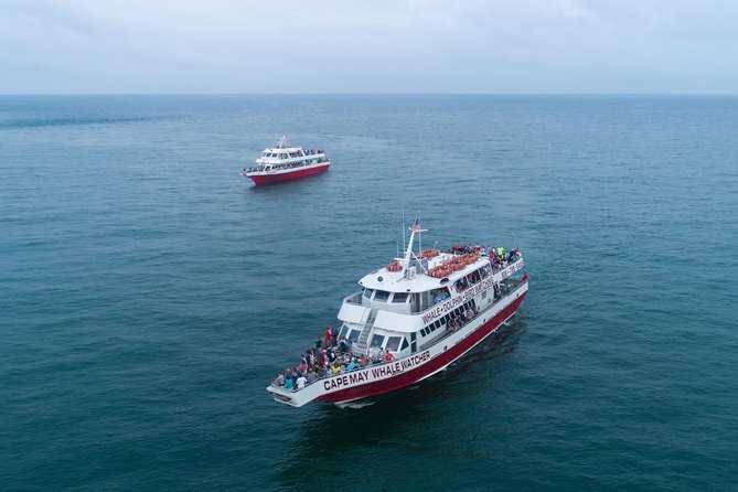 Whale and Dolphin Watching Cruise from Cape May - Quick points before you book