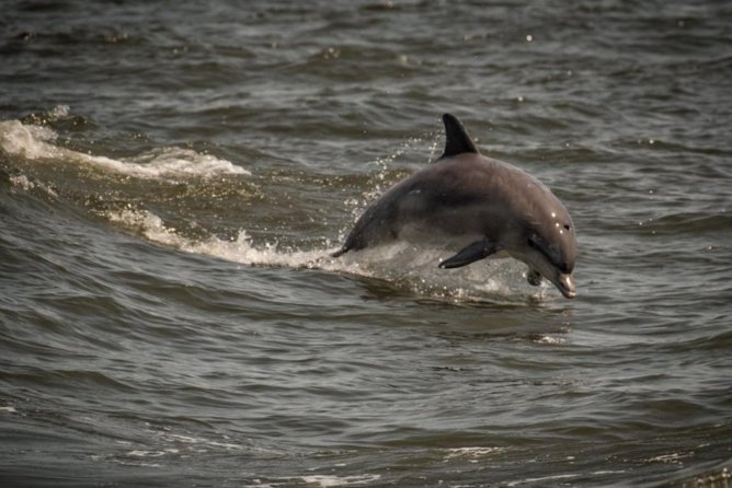 Whale and Dolphin Watching Cruise from Cape May - Setting sail from Miss Chris Marina