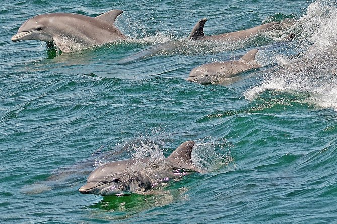 Whale and Dolphin Watching Cruise from Cape May - Whales require patience and luck