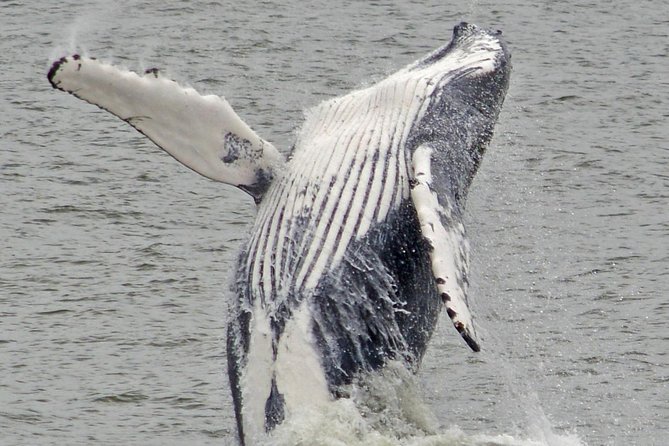 Whale and Dolphin Watching Cruise from Cape May - What life is like aboard for three hours