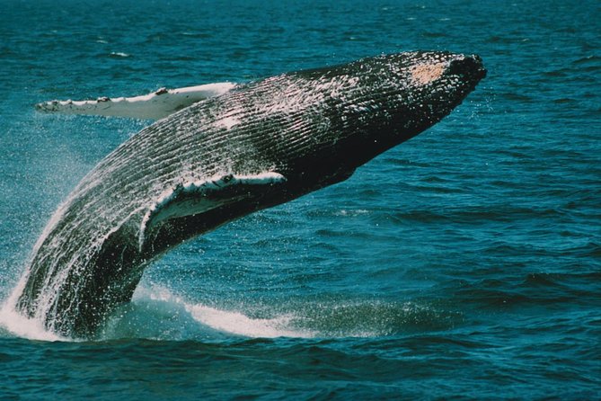 Whale and Dolphin Watching Cruise from Cape May - Dolphins are the main event