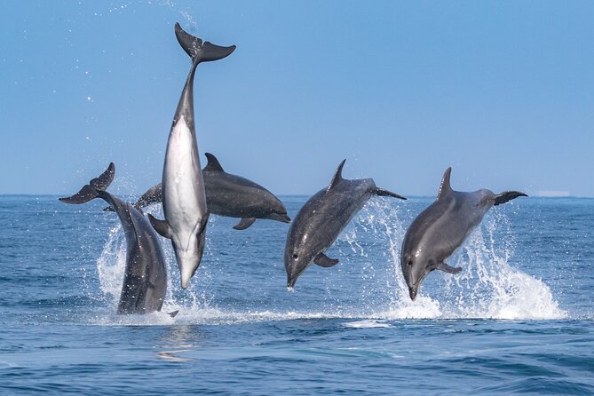 Whale-Watching Cruise from Newport Beach - The real prize: whales and dolphins