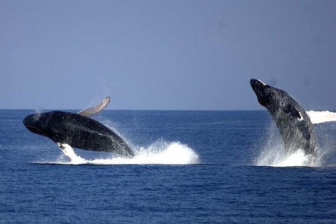 Whale-Watching Cruise from Newport Beach - The standard boat or the luxury upgrade