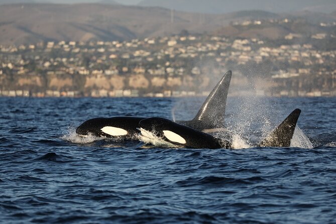 Whale-Watching Cruise from Newport Beach - Price, parking, and the time commitment
