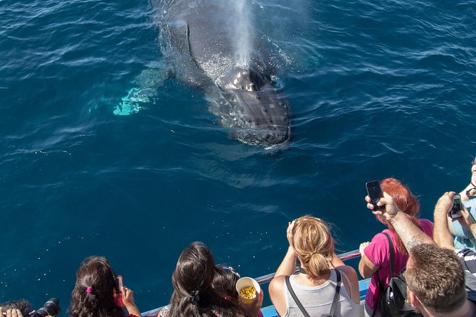 Whale-Watching Cruise from Newport Beach - Who will enjoy this Newport Beach cruise
