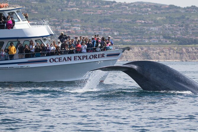 Whale-Watching Cruise from Newport Beach - Should you book it?
