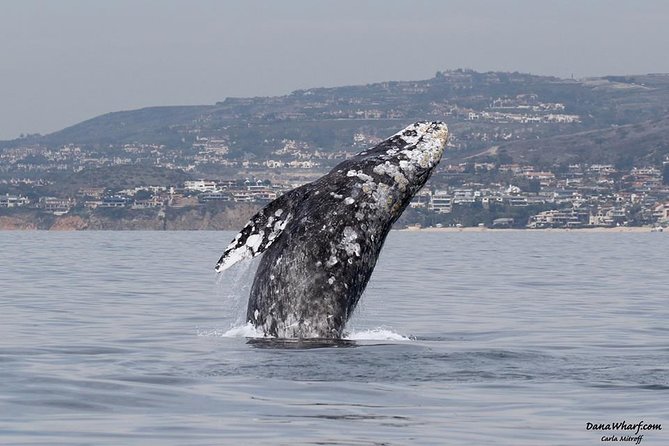 Whale Watching Excursion in Dana Point - Leaving Dana Point on a 95-foot whale-watching boat
