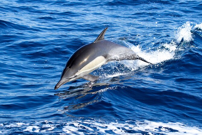 Whale Watching Excursion in Dana Point - The first 45 minutes can test your patience