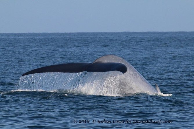 Whale Watching Excursion in Dana Point - Sea lions and seabirds fill in the gaps
