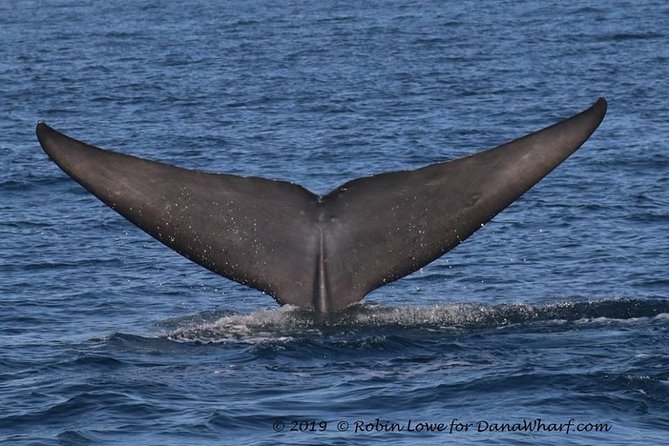 Whale Watching Excursion in Dana Point - What the boat feels like during the search
