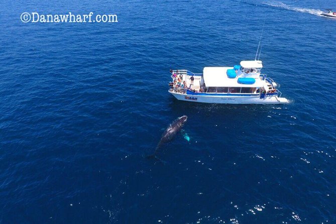 Whale Watching Excursion in Dana Point - Is $65 a good value?