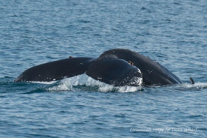Whale Watching Excursion in Dana Point - How to make the most of the two hours