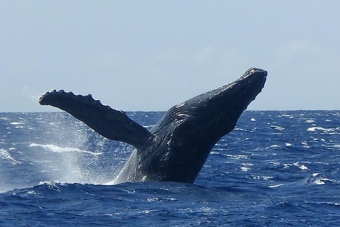 Whale Watching from Ma'alaea Harbor - Hearing whale songs with the onboard naturalist