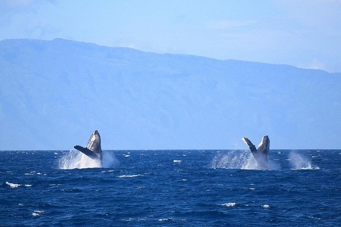Whale Watching from Ma'alaea Harbor - What happens at Maui Ocean Center and Maalaea Shops