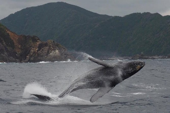 Whale Watching from Ma'alaea Harbor - Is $82.65 a fair price?