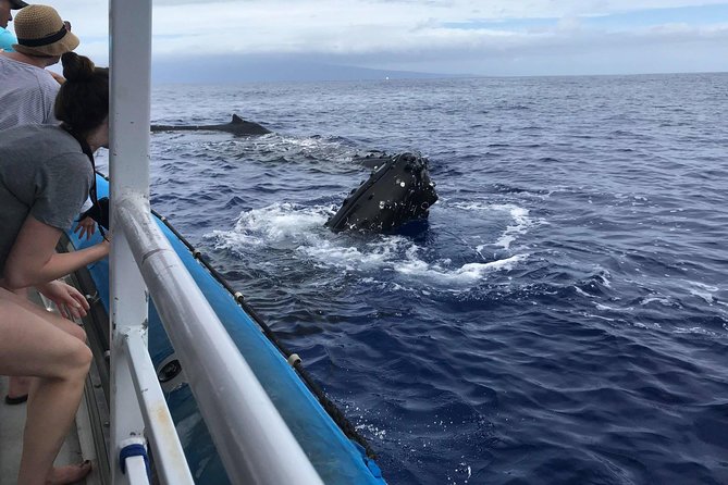 Whale Watching from Ma'alaea Harbor - Who will enjoy this Maalaea whale trip most