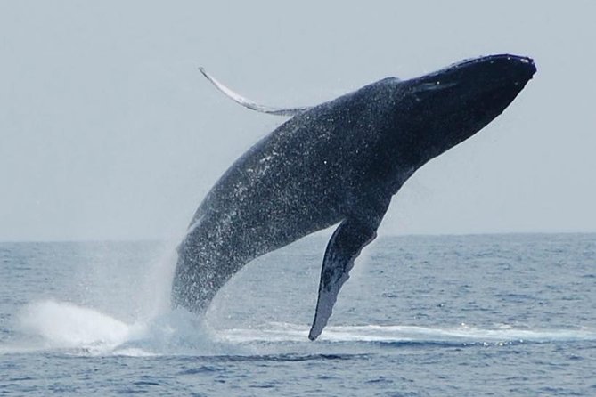 Whale Watching On The Big Island - Why Kona is a good base for whale watching