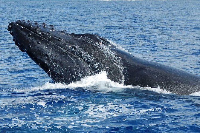 Whale Watching On The Big Island - Hearing humpback songs below the boat