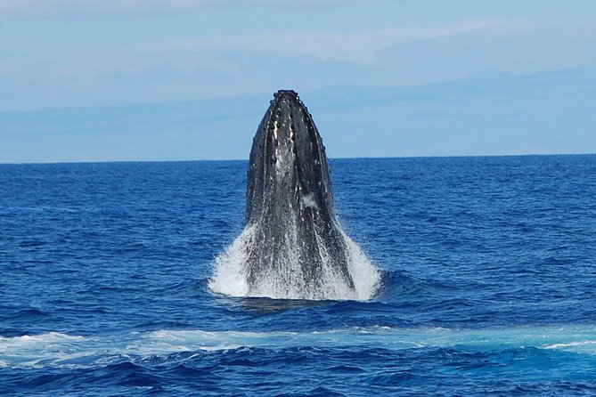 Whale Watching On The Big Island - Searching for whales in open water