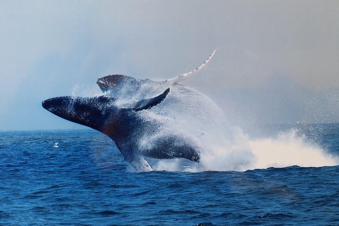Whale Watching Tour - Fisherman’s Wharf Is the Starting Point