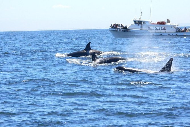 Whale Watching Tour - What You May See Beyond the Whales