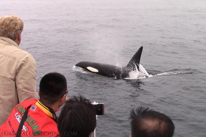 Whale Watching Tour - Captain Chris, Kevin, and the Human Side of the Trip