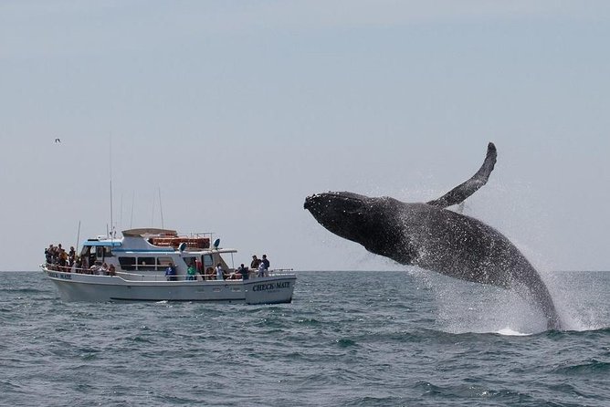 Whale Watching Tour - Who Will Enjoy This Most