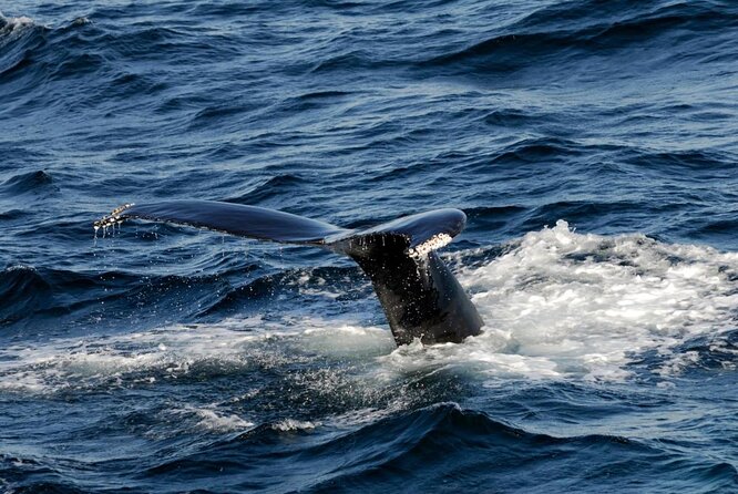 Whale Watching Tour in Gloucester - Key points to know before you go