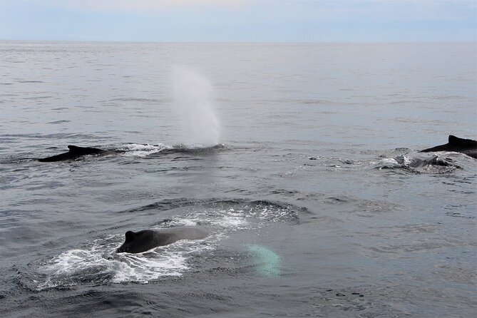 Whale Watching Tour in Gloucester - Gloucester to Stellwagen Bank: the basic plan