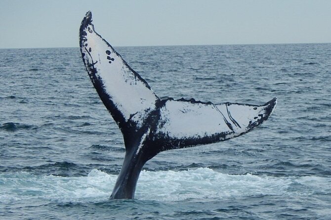 Whale Watching Tour in Gloucester - Watching humpbacks at Stellwagen Bank