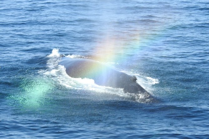 Whale Watching Tour in Gloucester - The naturalists make the difference