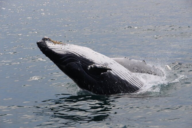 Whale Watching Tour in Gloucester - How much value do you get for $48?