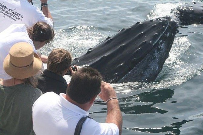 Whale Watching Tour in Gloucester - What the Hurricane II feels like onboard