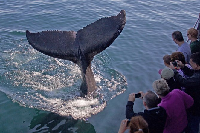 Whale Watching Trips to Stellwagen Bank Marine Sanctuary. Guaranteed sightings! - Key points to know before booking