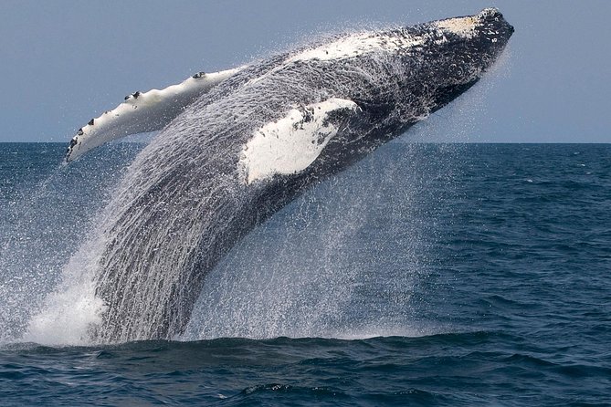 Whale Watching Trips to Stellwagen Bank Marine Sanctuary. Guaranteed sightings! - Price and what the $45 fare really buys