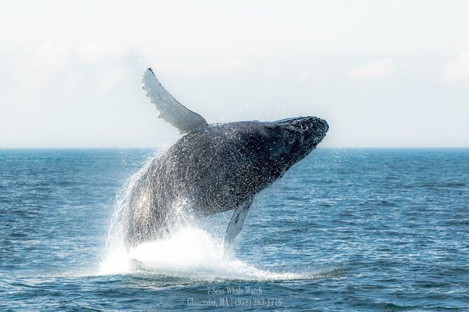 Whale Watching Trips to Stellwagen Bank Marine Sanctuary. Guaranteed sightings! - Planning your day in Gloucester
