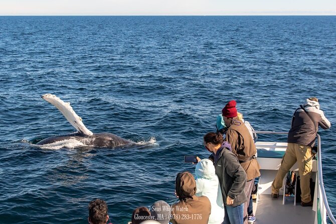 Whale Watching Trips to Stellwagen Bank Marine Sanctuary. Guaranteed sightings! - What happens at the whale grounds