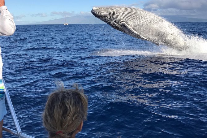 WHALES GUARANTEED Maui Whale Watching Makai Adventures - Why the 35-person boat matters