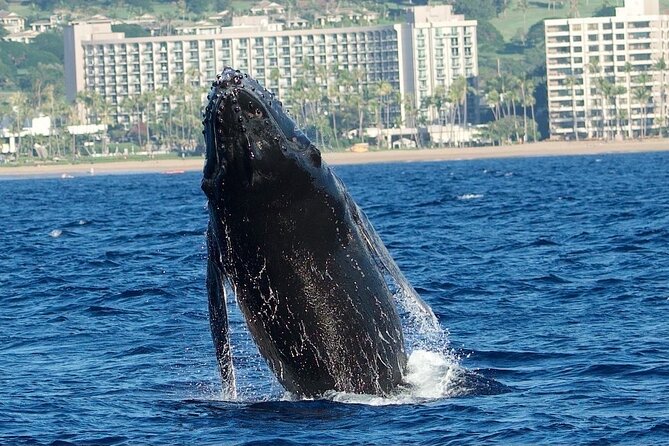WHALES GUARANTEED Maui Whale Watching Makai Adventures - What you might see on the water