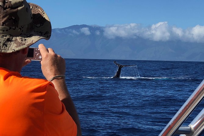 WHALES GUARANTEED Maui Whale Watching Makai Adventures - Is $97.41 a fair price?