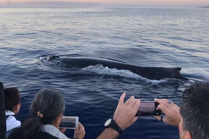 WHALES GUARANTEED Maui Whale Watching Makai Adventures - Finding the whales with Allison, Travis, Dani, and the crew