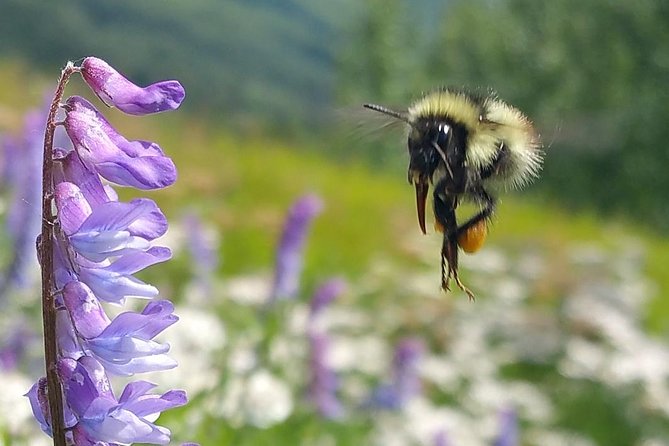 Wilderness, Wildlife, Glacier Experience from Anchorage - Chugach National Forest and the Ring of Glaciers