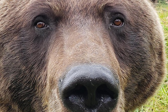 Wilderness, Wildlife, Glacier Experience from Anchorage - Girdwood, gold rush stories, and Chickaloon Bay