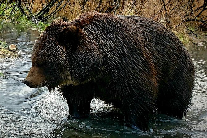 Wilderness, Wildlife, Glacier Experience from Anchorage - Alaska Wildlife Conservation Center: the most dependable animal stop
